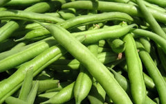 Green Bean Seeds - State Half Runner Variety - Fresh Non-GMO Seeds for Planting - Phaseolus vulgaris