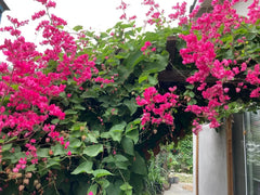 Coral Vine Seeds - Pink Flower Mexican Creeper (Antigonon leptopus) - Chain of Love Plant for Garden or Landscape