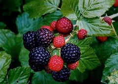 Live Black Raspberry Plants 2-Pack Organic Wild Fruit Rubus Occidentalis Berry Berries Homesteading