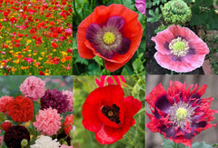 Landscaper's Pack Poppy Mix - Breadseed Variety, Non-GMO, 5000 Seeds, Papaver spp.