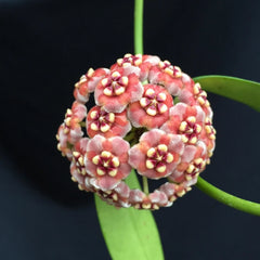 Rare Hoya Meliflua Rooted Plant 2.5" Pot