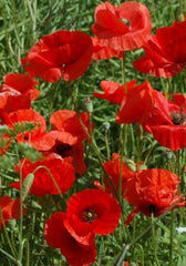 Great Red Poppy Seeds - 200+ Seeds - Papaver rhoeas - Non-GMO Flower Seeds for Garden Planting