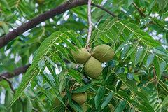 Black Walnut Tree 12-24" Tall Bare Root Juglans nigra - American Black Walnut Seedling