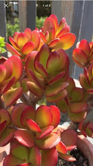 RARE RED AKAI Jade Succulent Cutting - Crassula Ovata, Unrooted Plant Cutting for Propagation