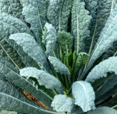 Lacinato Kale Seeds, 2000 Count, Italian Dinosaur Kale, NON-GMO, Brassica oleracea var. sabellica