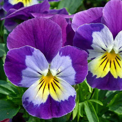 Wildflower Seeds - Johnny Jump Up - Helen Mount & Tickle My Fancy - Viola tricolor - Free Shipping