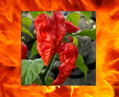 Red Bhut Jolokia Seeds - 1000 Count - Ghost Pepper Hot Chili - Capsicum chinense - Bulk Wholesale