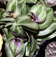Succulent Tradescantia Zebrina 2-4" Live Wandering Jew Houseplant