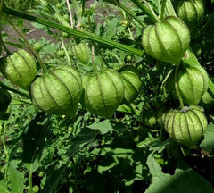 Tomatillo Seeds - 100+ Organic Mexican Husk Tomato (Physalis ixocarpa) - Heirloom Vegetable Seeds for Gardening