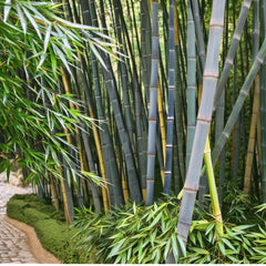 50 Bamboo Seeds - Tropical Blue Clumping Privacy Plant for Garden - Perfect Shade Screen - Ideal for Landscaping