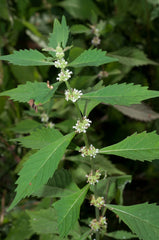 Lycopus americanus Seeds - 300+ American Bugleweed Common Water Horehound Seeds for Planting