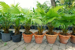 Palmetto Tree Seeds - 10 Seeds - Sabal Palmetto - Planting Seeds for Gardening