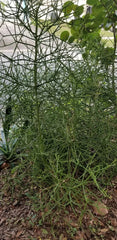 Euphorbia Tirucalli Cuttings - 10 Fire Stick Pencil Cactus Cuttings - 5 Inch Each - Easy Grow Succulent Plant