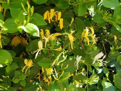 Osage Orange Tree Seeds - 20 Hedge Apple Seeds - Maclura Pomifera - Organic Seeds for Planting and Gardening