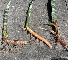 3 Rooted Snake Plants – Sansevieria Zeylanica / Mother-in-Law’s Tongue – Live Indoor Air Purifying Plants in Hawaii Volcanic Soil