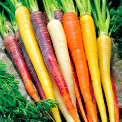 Rainbow Carrot Seeds 400+ Heirloom Variety 5 Colors Native Vegetable Garden Container