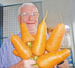 Giant Carrot Seeds - 200 Seeds - Rare Blend - Medicinal Healthful Fiber - High Antioxidant Content - Daucus carota