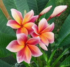 Plumeria Seeds - 5 Orange Pink Flower Lei Plants - Hawaiian Perennial Bloom - Frangipani