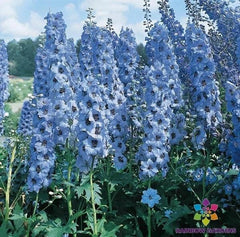 Pacific Giant Blue Jay Delphinium Seeds - 200+ Seeds for Garden - Delphinium elatum - USA Grown, Free Shipping