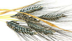 Einkorn Wheat Seeds - 200+ Heirloom Organic Non-GMO - Ancient Grain (Triticum monococcum)