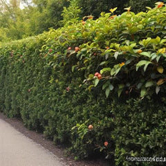 American Holly Seeds - 30 Pack - Ilex opaca - Ideal for Hedges and Shrubs