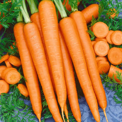 Imperator-58 Carrot Seeds - Non-GMO Fresh Garden Seeds, Daucus carota, USA