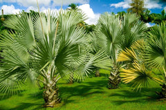 Mexican Fan Palm Tree Seeds - 15 Premium Washingtonia Robusta - Mexican Washingtonia