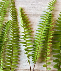 Bare Root Ferns - 25 Pack - Hardy Varieties for Gardens - Ideal for Landscaping - Easy to Grow Ferns