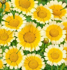 Garland Daisy Seeds 200 Seeds - Bright Yellow Flowers - Bellis perennis