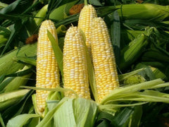 Organic Peaches & Cream Corn Seeds - Sweet Non-GMO - 30 Count - Zea mays