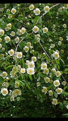 Scentless Mock Orange Cuttings 6-8" Long Philadelphus Inodorus - 3 Healthy Plant Cuttings for Gardening