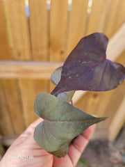 IPOMOEA BLACK HEART Live Plant | 1 Trailing Sweet Potato Vine | Annual | Well Rooted | Black Heart Variety