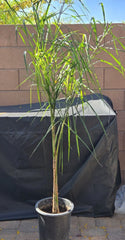 Queen Palm Tree Sapling, 5.5 Feet Tall, Archontophoenix alexandrae, Live Indoor/Outdoor Plant
