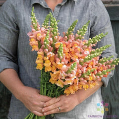 Snapdragon Seeds - 1000+ Cannes Light Bronze - Antirrhinum majus - Ideal for Garden Planting - USA