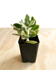 Variegated Jade Plant (Crassula ovata) | Lucky Money Succulent | Easy Care Indoor Plant | Live Succulent 2.5 Inch Pot