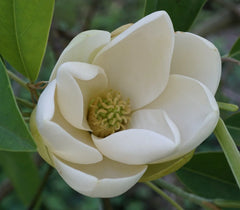 Sweetbay Magnolia Seeds, 10 Count, Magnolia virginiana, Southern Variety, Fragrant Flowers, Hardy Plant