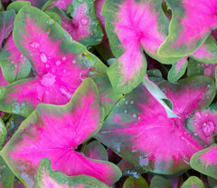 Caladium Bulbs 6 Pack - Pinky Promise Variety - Perennial Elephant Ears - Ideal for Planting