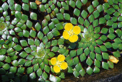 Mosaic Plant Bundle - 4 Live Aquatic Plants - Ludwigia Sedioides - Easy Care for Aquarium Pond