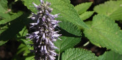 Korean Mint Seeds - Culinary, Medicinal, Aromatic Variety - Perfect for Beverages (Mentha spicata var. crispa)