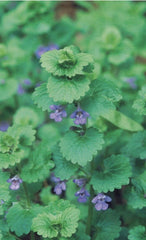 Creeping Charlie Live Vine Plant 10 Roots Evergreen Glechoma hederacea - Fast-Growing Indoor Hanging Greenery