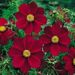 Cosmos Seeds - 50 Non-GMO Versailles Tetra Red Flower Seeds - Attracts Pollinators & Butterflies - Perfect for Gardens