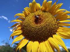Mammoth Grey Stripe Sunflower Seeds - 25+ Count - Giant Sunflowers - Helianthus annuus - Fresh