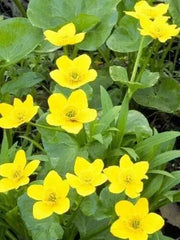 Yellow Swamp Marigold Seeds - 100 Count - Bidens Aristosa Mutica Flower Seeds for Planting