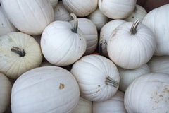 Blanco White Pumpkin Seeds - 10 Seeds for Planting - Ideal for White Jack-O-Lanterns - Cucurbita pepo