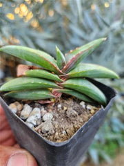 Aloe Pearsonii Small Rooted Cutting - Succulent Plant for Indoor Gardening, Natural Home Decor, Aloe Vera Variety