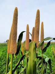 Pearl Millet Grass Seeds for Planting, Ornamental Variety, Pennisetum glaucum, Drought-Resistant, Fast-Growing