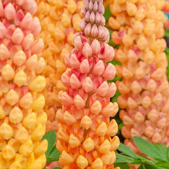 Salmon Star Lupine Seeds - 25 Perennial Flower Seeds - Hardy Flower Seeds (Lupinus polyphyllus) - US Seller