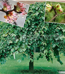 Elm Tree Seeds - 25+ Organic Heirloom Seeds - Ulmus americana - Harvested 03/2025
