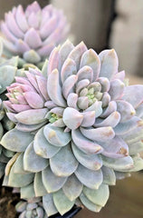 Rare Succulent Plant - 2" Diameter - Sedeveria 'Lilac Mist' - Unique Hybrid for Collectors