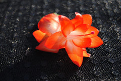 Christmas Cactus Starter Plant - Small Healthy Schlumbergera Truncata - Well Rooted Succulent for Holiday Decor